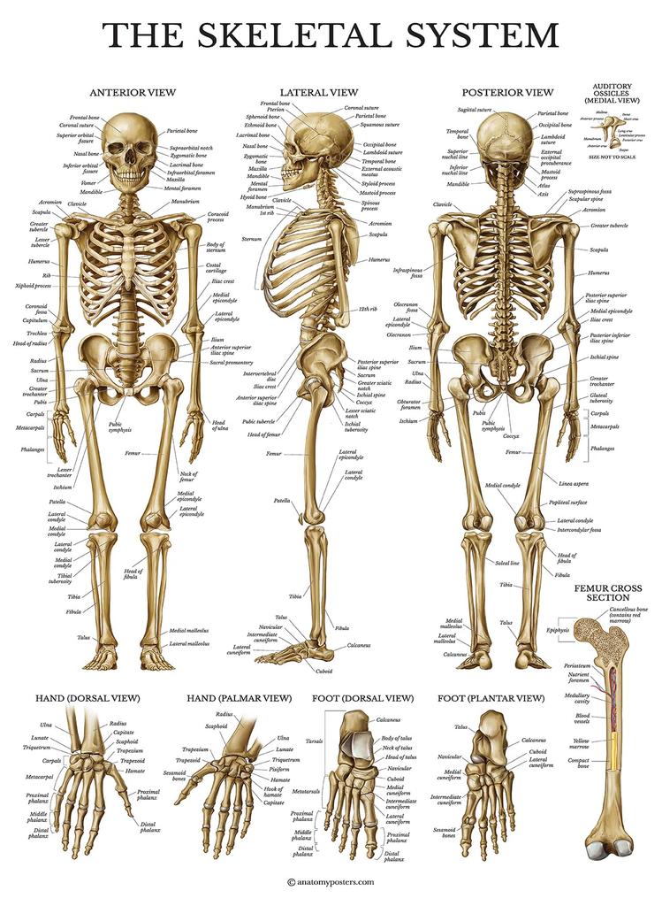 Palace Learning Muscle Skeleton Nervous System Anatomy Poster Set Muscular and Skeletal System Anatomy Charts X 3-Pack - + + - - Laminated, 18" 24"