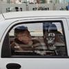 Смешная наклейка с изображением орангутанга, голова обезьяны орангутанга, наклейка на бампер автомобиля, наклейка с изображением орангутанга, наклейка с изображением головы обезьяны на окне автомобиля