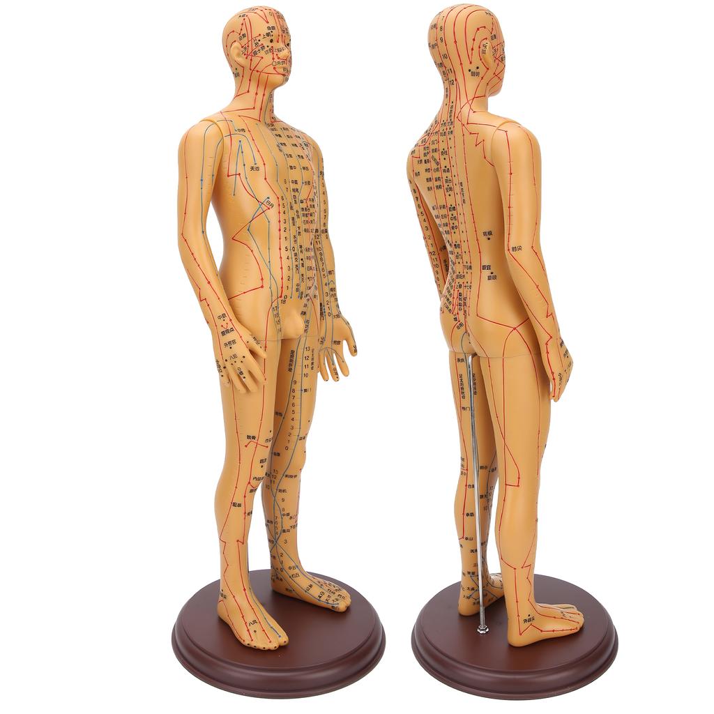 50cm / 19.7in Brass Color Acupuncture Body Model Clear Meridians Acupuncture Model