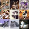 5D DIY Diamond Painting Full Round Rhinestones Pictures Cat Animals Diamond Embroidery Mosaic Handmade Gift Home Decoration