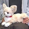 Sunlemon Knee Dog Chihuahua Cream X X 31cm Stuffed Animal 23.2 9.6 P-3002