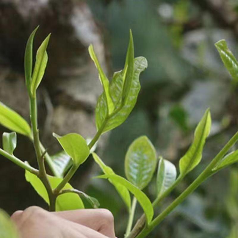 357г Юньнаньский сырой чай Пуэр Lceland Golden Leaves Сырой чайный торт Пуэр Чай Пуэр