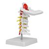 1:1 Human Cervical Vertebra Arteria Spine Spinal Nerves Anatomical Model Anatomy for Science Laboratory