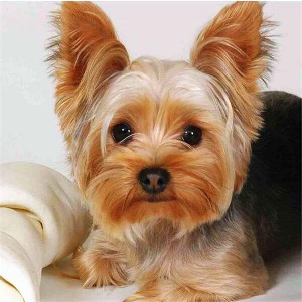 5d Sale Embroidery Diamond Diy Diamond Painting Dog Animal Rhinestone Picture