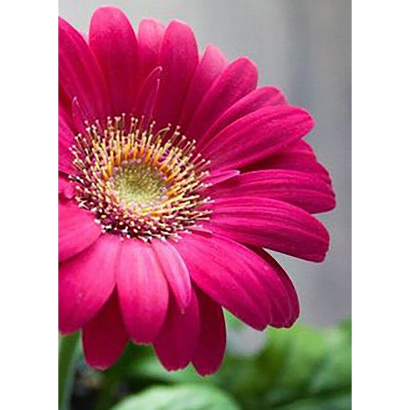 Новый 5D DIY алмазная живопись цветы Алмазная вышивка пейзажи вышивка крестиком полная круглая дрель домашний декор ручной художественный подарок