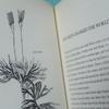 [USED] Books: From Flower to Fruit (botanical art, plant illustrations)