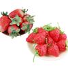 20pcs Christmas Ornaments Fake Strawberry Home Decor Photography Props Artificial Fruit