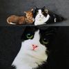 Креативная подушка-кошка, имитация, 3D-подушка-кошка, кукла-животное, для фотосъемки, свадебный декор, поза сидя, лежа