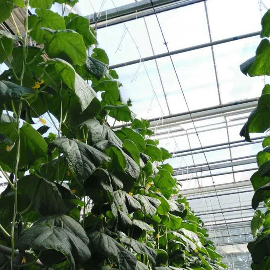 Крючок для томатов Зажимы для поддержки томатов Опора для овощей предотвращает защемление помидоров