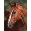 Diamond Embroidery Horse 5D DIY Diamond Painting Cross Stitch Animal Mosaic Home Decor