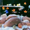 11 шт., ракушки-отшельники, средний, маленький рост, турбо-ракушки, морские ракушки для крабов-отшельников