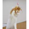 CattyMan Playful Cat Somersault x 3