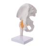 Life Size Ligament Hip Joint Medical Anatomy Model Skeleton Teaching Tool