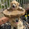 Playful Garden Dog Statues Resin Bird Feeding Tray Home Yard Animal Sculptures Ornaments Garden Decoration