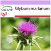 Расторопша пятнистая - 75 семян - Silybum marianum