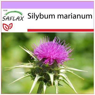 Расторопша пятнистая - 75 семян - Silybum marianum