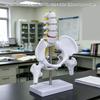 Модель женского таза с 5 подвижными позвонками, реалистичная модель скелета таза для демонстраций в классе