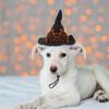 Halloween Spider Web Witch Hat Elastic Hair Band Pet Supplies Dog Cat Pumpkin Bat Hat Hair Accessories Happy Helloween Party