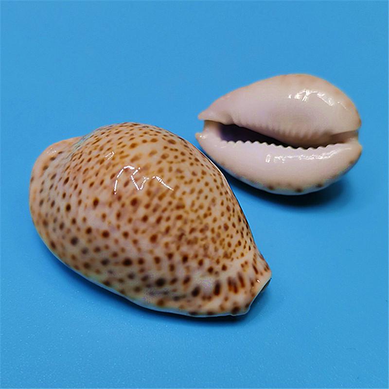 Редкий натуральный экземпляр раковины каури для аквариума или средиземноморского домашнего декора