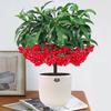 Golden Jade Prosperity Bonsai: Indoor Fruit-Bearing Plant for All Seasons, Easy Care.