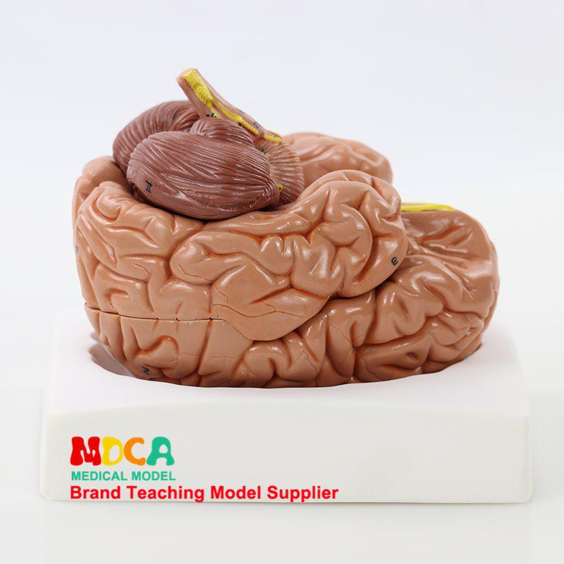 1:1 Scale Right Hemisphere Brain Model - Neocortical Structure & Functional Areas for Medical Education