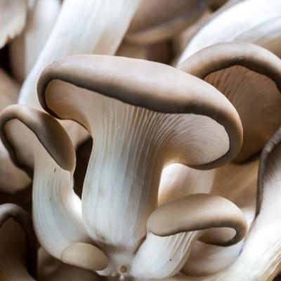 Мицелий вешенки - Набор для выращивания грибов - Выращивание спор грибов