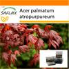 Garden In the Bag - Red Japanese Maple - 20 Seeds - With Substrate In a Fitting Stand Up Bag - Acer Palmatum