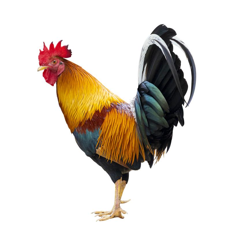 T377 # красивая наклейка с изображением петуха на автомобиль, виниловая наклейка, водонепроницаемые украшения, наклейки для автомобиля