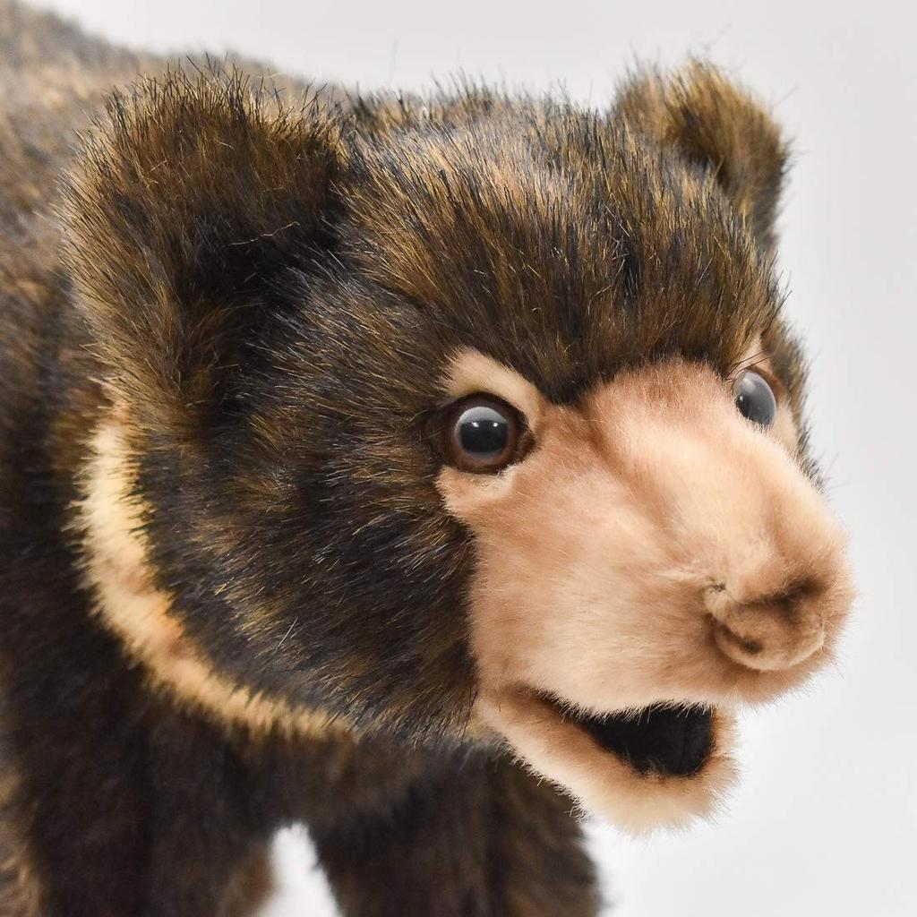 Малайский медведь-солнце Нет. 5234