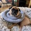 Waterproof Recovery Collar for Cats & Dogs: Anti-Licking Neck Cone, Enlarged & Deepened for Large Pets.