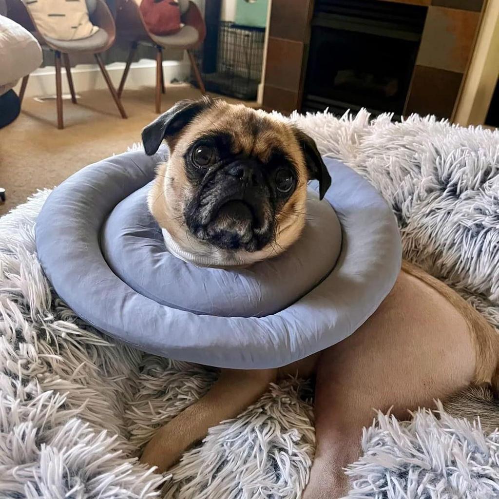 Waterproof Recovery Collar for Cats & Dogs: Anti-Licking Neck Cone, Enlarged & Deepened for Large Pets.
