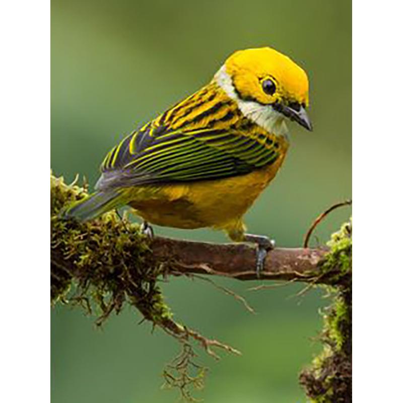 Round Diamond Painting DIY Cross Stitch Kit Bird Painting 5D Rhinestone Embroidery Mosaic Cross Stitch Wall Art Home Decor