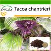 Black Bat Flower - 10 Seeds - With Potting Substrate for Better Cultivation - Tacca Chantrieri