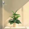 Nordic Style Artificial Cat Eye Leaf Rubber Tree for Home Decor