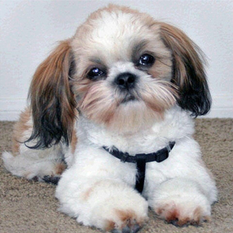 5D DIY алмазная живопись животное попугай Сова птица вышивка крестиком полная дрель Алмазная вышивка мозаика художественная картина Декор из страз