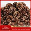 Американские сосновые шишки Сухоцветы для DIY декора, 1-15 см Сосна Ель Лиственница