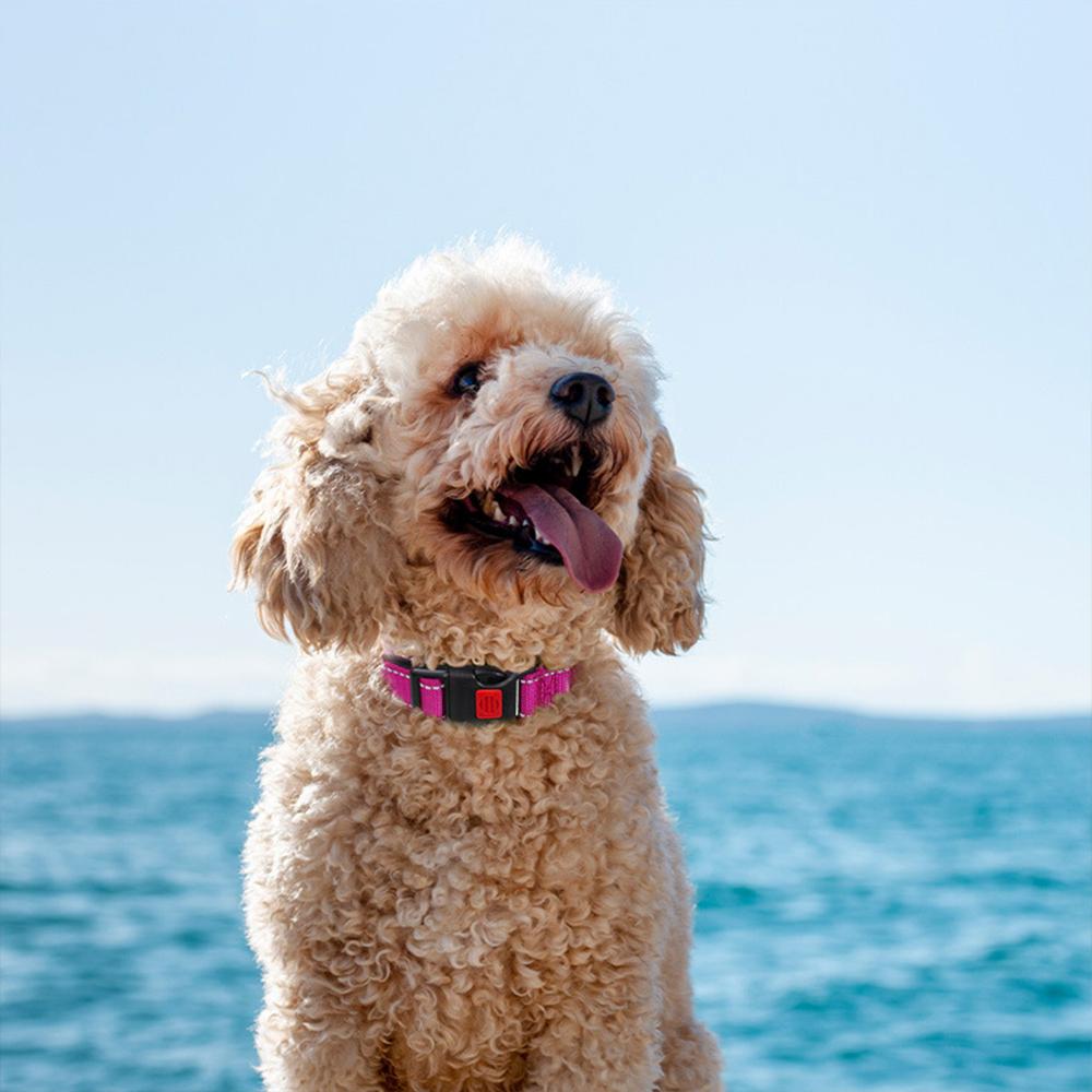 Ошейники для щенков домашних животных XS SML Регулируемый мягкий ошейник унисекс для собак Светоотражающий нейлоновый ошейник