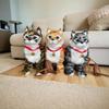Электрическая игрушка-кошка с мяуканьем и музыкой - Идеальный подарок для детей