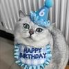Украшения на день рождения собаки Товары для собак Украшения на вечеринку для домашних животных Шапка на день рождения собаки Галстук-бабочка