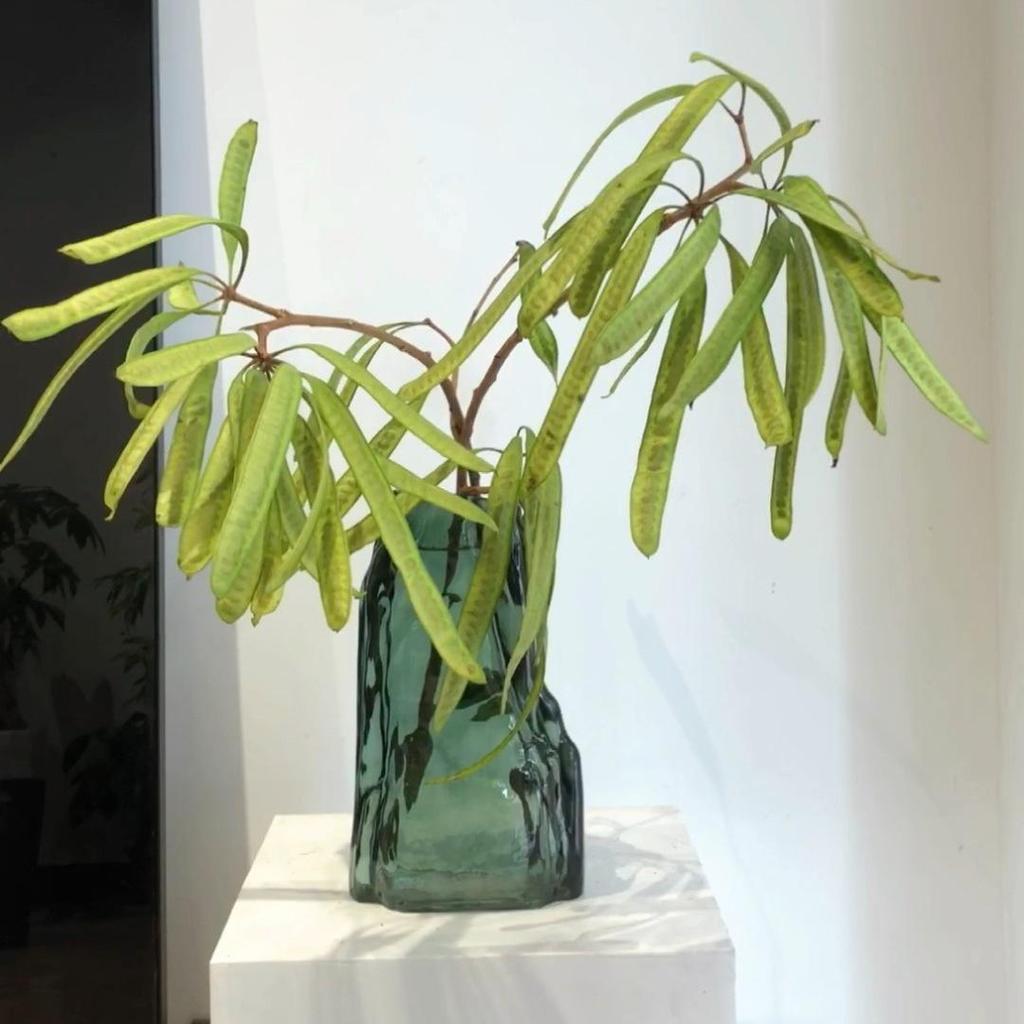 Fresh Cut Hyacinth Bean Flowers and Green Plants for Floral Arrangements or Dried Designs.