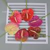 3D Anthurium Flamingo Flower – Smooth White Single Stem Arrangement for New Store Opening Celebration