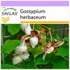 Хлопок Левантийский - 12 семян - Gossypium herbaceum