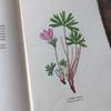 [USED] Czech Plant Encyclopedia Botanical Art Junk Journal