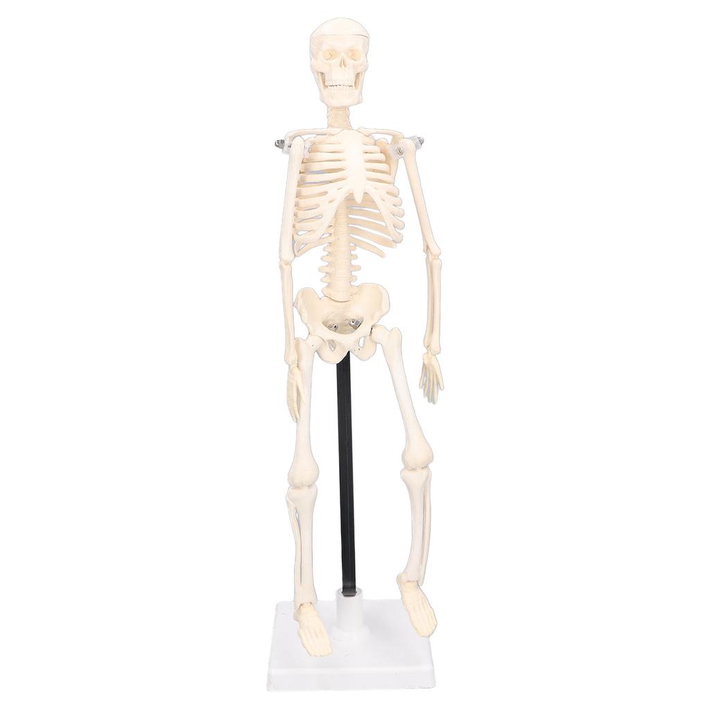 Human Skeleton Model 42cm Detachable Flexible Lightweight PVC Mini Teaching Skeleton Model