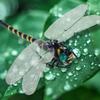 Simulation-Dragonfly Insect Model Mosquito-Repellent Outdoor Hanging Ornament for Camping Hiking Repellent-Fly Tool