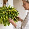 Farmhouse Style Entryway Decor Pre-Lit Artificial Ferns with Warm LED Lights, UV Resistant Faux Hanging Plants for Weather Garden Outdoor Patio Front