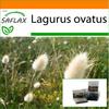 Garden In the Bag - Bunny Tail Grass - 100 Seeds - With Substrate In a Fitting Stand Up Bag - Lagurus Ovatus