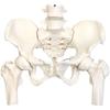 KIYOMARU Pelvis Model with Femur That Can Be Moved Human Body Bone Supervised by Physical Skeletal Elastic Female Easily, Model, Model, Therapist,
