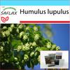 Подарочный набор - Хмель обыкновенный - 50 семян - С подарочной коробкой, карточкой, этикеткой и субстратом для горшков - Humulus lupulus