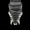 Educational Dog Tooth Model Dog Cat Rabbit Cat Clear Typodont Dental Teaching Canine  Clinic